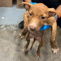 Shelter Stray Female Dog last seen , 3607 N Armenia Ave, Tampa, FL 33607, USA