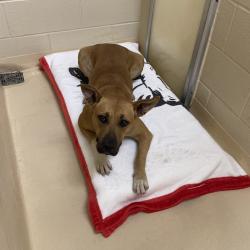 Shelter Stray Female Dog last seen , 5570 Sturmer Park Cir, Winston-Salem, NC 27105, USA