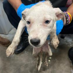 Shelter Stray Female Dog last seen , 3607 N Armenia Ave, Tampa, FL 33607, USA