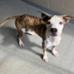 Shelter Stray Male Dog last seen , 3607 N Armenia Ave, Tampa, FL 33607, USA
