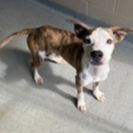 Shelter Stray Male Dog last seen , 3607 N Armenia Ave, Tampa, FL 33607, USA