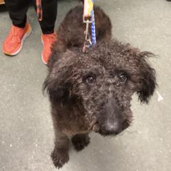 Shelter Stray Female Dog last seen , 3607 N Armenia Ave, Tampa, FL 33607, USA