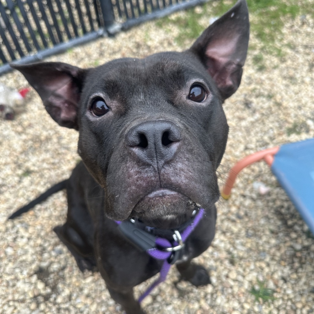 Shelter Stray Female Dog last seen , Animal Care & Control Team of Philly, 111 W Hunting Park Ave, Philadelphia, PA 19140, USA