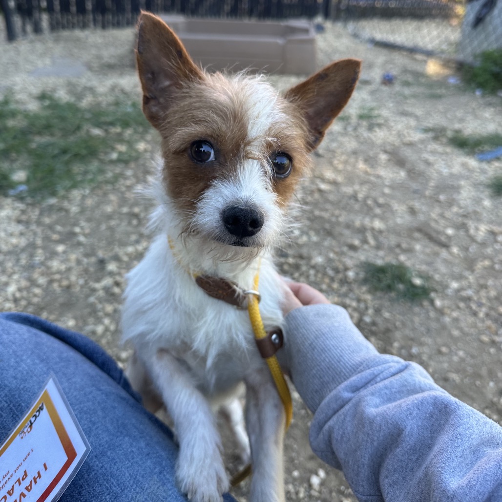 Shelter Stray Male Dog last seen , Animal Care & Control Team of Philly, 111 W Hunting Park Ave, Philadelphia, PA 19140, USA