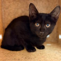 Shelter Stray Male Cat last seen , Animal Care & Control Team of Philly, 111 W Hunting Park Ave, Philadelphia, PA 19140, USA