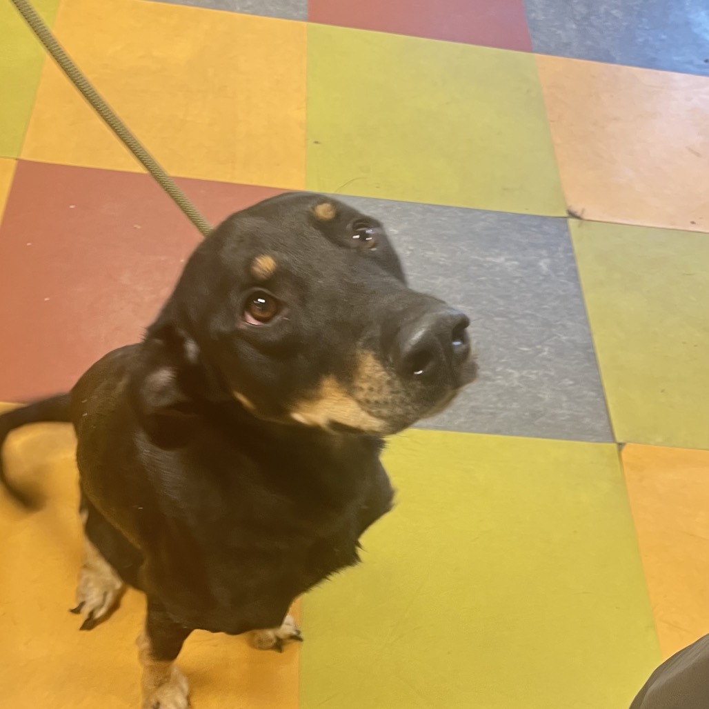 Shelter Stray Male Dog last seen , Animal Care & Control Team of Philly, 111 W Hunting Park Ave, Philadelphia, PA 19140, USA