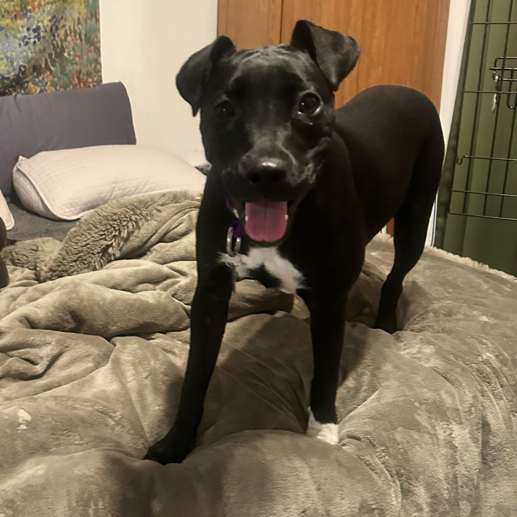Shelter Stray Female Dog last seen , 3612 11th Ave, Los Angeles, CA 90018, USA