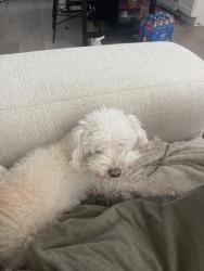 Reunited Female Dog last seen 30th Street and Imperial Avenue, San Diego, CA 92102