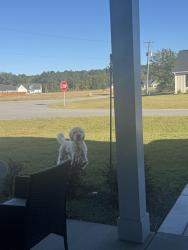 Found/Stray Male Dog last seen Commander drive, Parkton, NC 28371