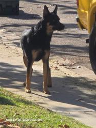 Found/Stray Unknown Dog last seen Westmore, San Diego, CA 92126
