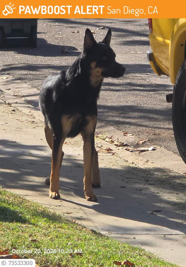 Found/Stray Unknown Dog last seen Westmore, San Diego, CA 92126