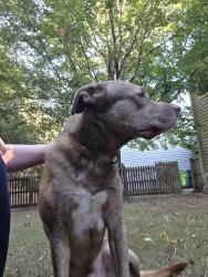 Reunited Male Dog last seen Valley glen drive, Morrisville, NC 27560