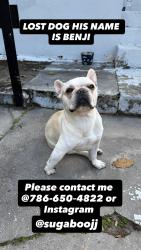 Lost Male Dog last seen Jesse J Mcracry Jr Elementary, Miami, FL 33150
