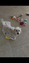 Reunited Female Dog last seen May Cir SE, Rio Rancho, NM 87124, USA, Rio Rancho, NM 87124