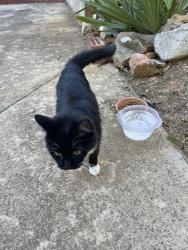 Found/Stray Female Cat last seen Lookout Valley, Chattanooga, TN 37419