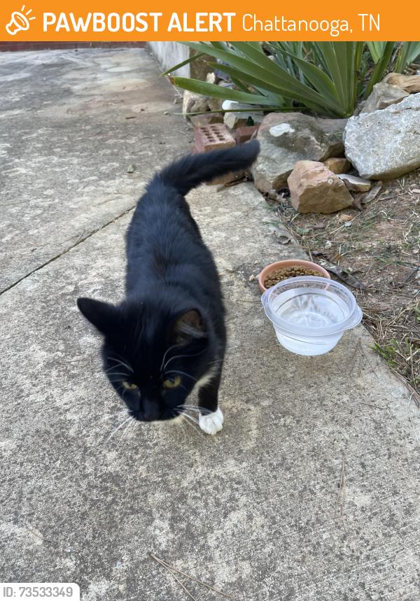 Found/Stray Female Cat last seen Lookout Valley, Chattanooga, TN 37419