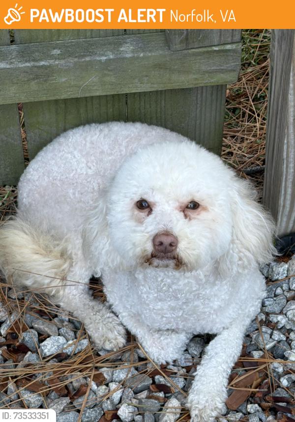 Found/Stray Male Dog last seen Twilley St, Norfolk, VA 23513
