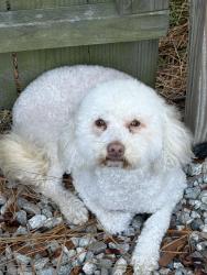 Found/Stray Male Dog last seen Twilley St, Norfolk, VA 23513