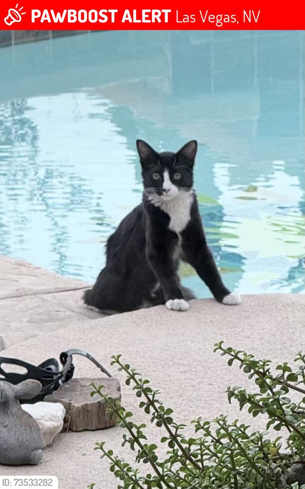 Lost Female Cat last seen Westwind Rd and Desert Inn Rd, Las Vegas, NV 89146