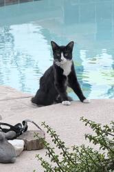 Lost Female Cat last seen Westwind Rd and Desert Inn Rd, Las Vegas, NV 89146