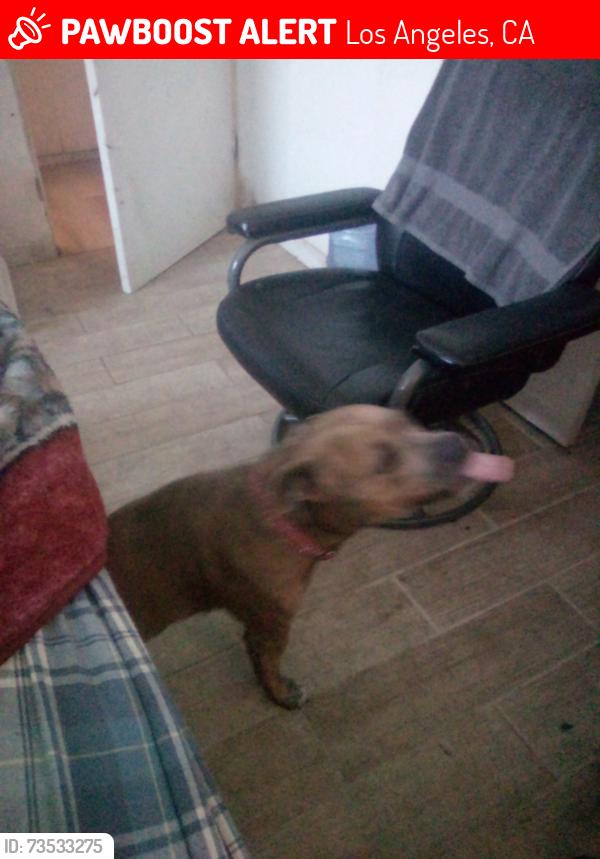 Lost Female Dog last seen Rampu and st.charles place, Los Angeles, CA 90019