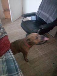 Lost Female Dog last seen Rampu and st.charles place, Los Angeles, CA 90019