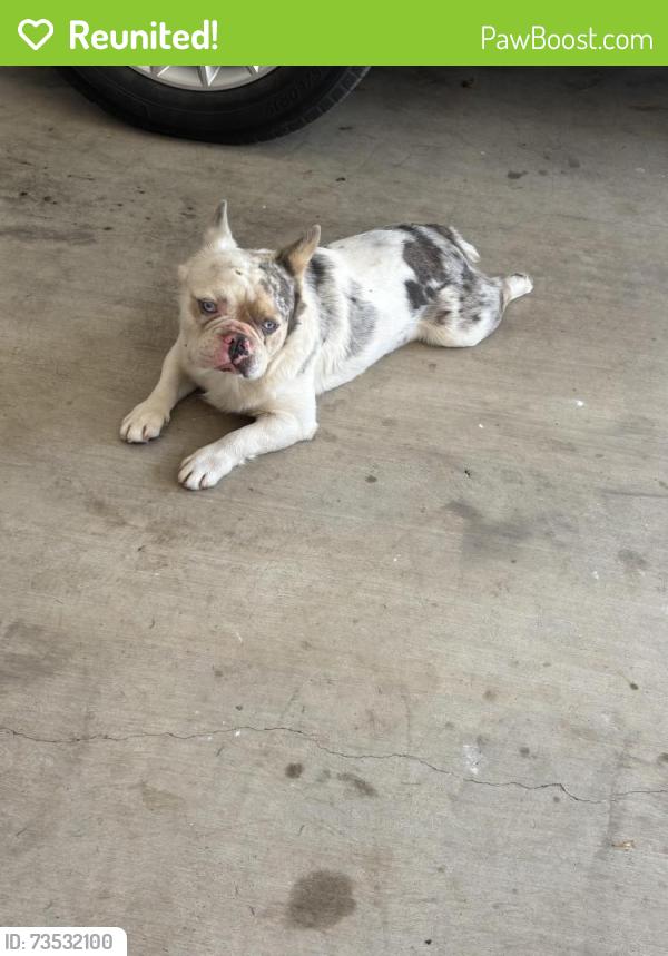 Reunited Male Dog last seen Was here on Saturday and again today, Jones Creek, TX 77541