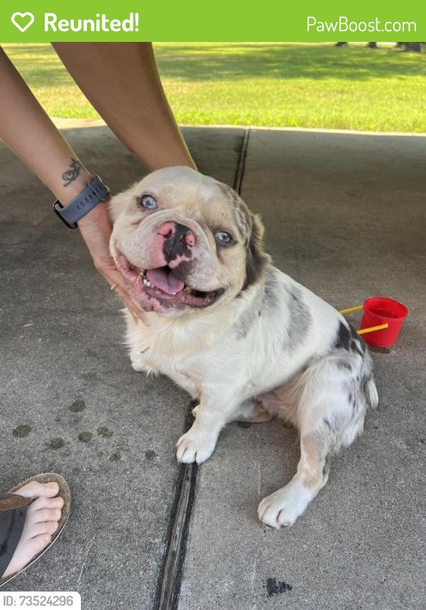 Reunited Male Dog last seen Nelson Court, Jones Creek - The Terrace Subdivision, Jones Creek, TX 77541