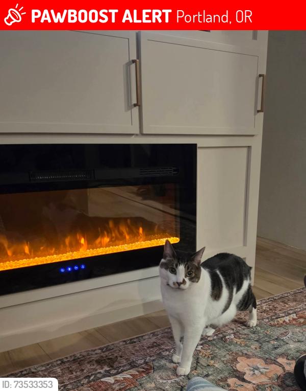 Lost Male Cat last seen NE 44TH Ave & Glisan St, Portland, OR 97213