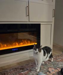 Lost Male Cat last seen NE 44TH Ave & Glisan St, Portland, OR 97213