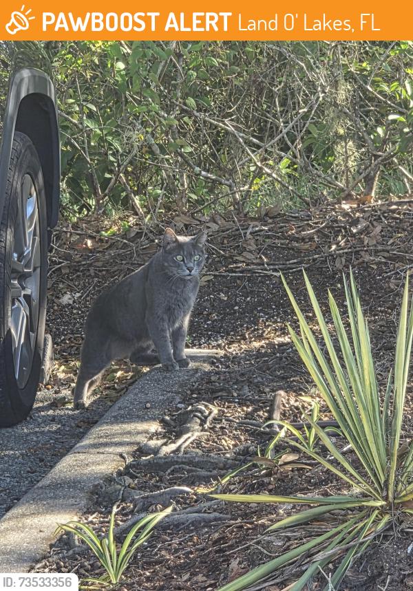 Found/Stray Unknown Cat last seen By office complex, Land O' Lakes, FL 34639