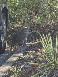 Found/Stray Unknown Cat last seen By office complex, Land O' Lakes, FL 34639