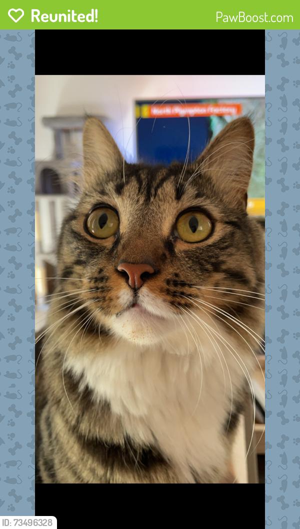 Reunited Male Cat last seen Off Gilbert road, Reservoir, VIC 3073
