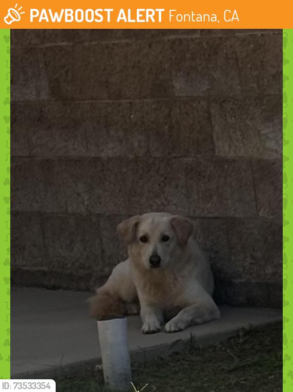 Found/Stray Unknown Dog last seen Contenta crt Almaden crt, Fontana, CA 92336