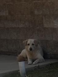 Found/Stray Unknown Dog last seen Contenta crt Almaden crt, Fontana, CA 92336
