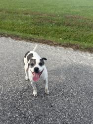 Found/Stray Unknown Dog last seen E 203rd St & S School Rd — in front of Ray-Pec High School, Peculiar, MO 64083