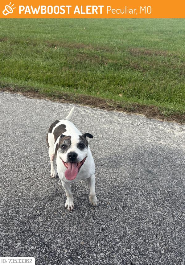Found/Stray Unknown Dog last seen E 203rd St & S School Rd — in front of Ray-Pec High School, Peculiar, MO 64083
