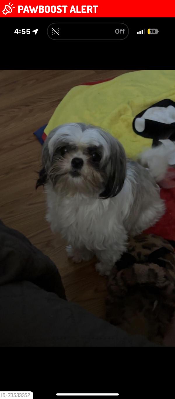 Lost Female Dog last seen softball fields and around neighborhood, Montgomery County, TX 77355