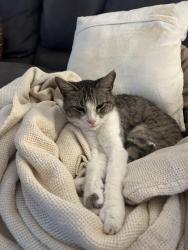 Lost Female Cat last seen Alexander dr., Metairie, LA 70003
