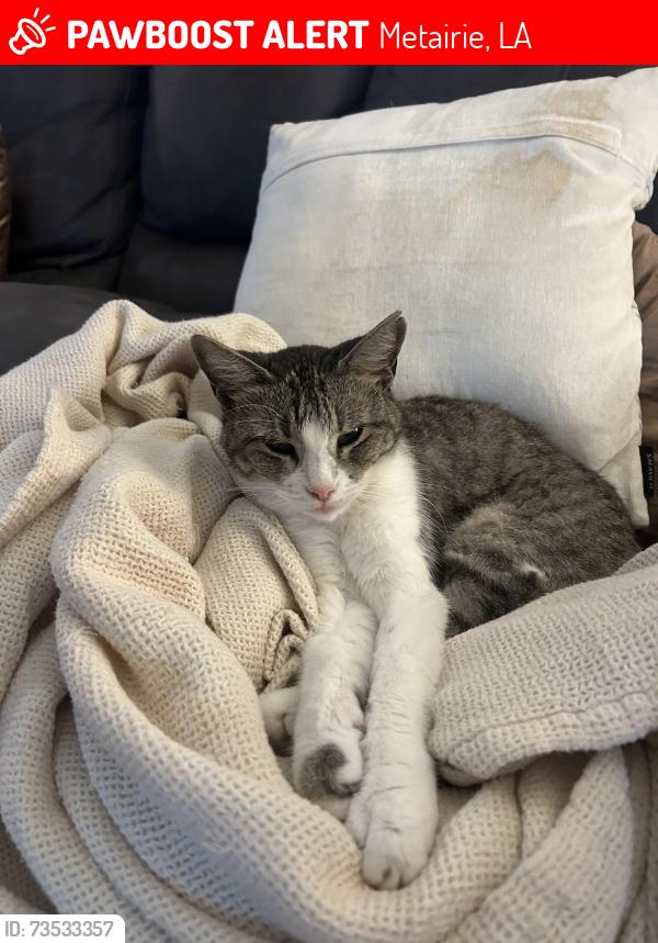 Lost Female Cat last seen Alexander dr., Metairie, LA 70003