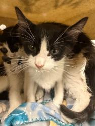 Shelter Stray Male Cat last seen Near E 700 S, Clearfield, UT 84015, USA, 1422 E 600 N, Fruit Heights, UT 84037, USA