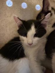Shelter Stray Male Cat last seen Near E 700 S, Clearfield, UT 84015, USA, 1422 E 600 N, Fruit Heights, UT 84037, USA