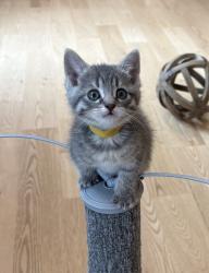 Shelter Stray Female Cat last seen Near S 1025 W, Syracuse, UT 84075, USA, 1422 E 600 N, Fruit Heights, UT 84037, USA