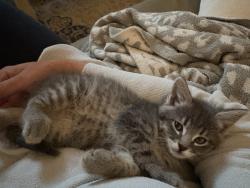 Shelter Stray Female Cat last seen Near S 1025 W, Syracuse, UT 84075, USA, 1422 E 600 N, Fruit Heights, UT 84037, USA