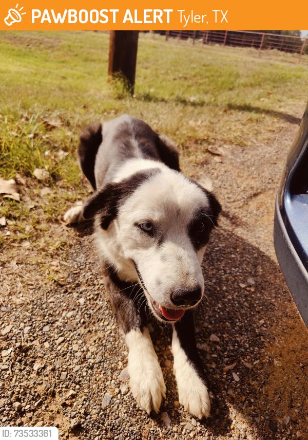 Found/Stray Male Dog last seen I-20 and 271, Tyler, TX 75708