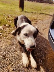 Found/Stray Male Dog last seen I-20 and 271, Tyler, TX 75708