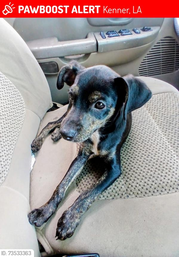 Lost Male Dog last seen Kenner Lousiana, Kenner, LA 70063