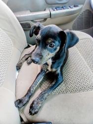 Lost Male Dog last seen Kenner Lousiana, Kenner, LA 70063