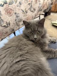 Lost Female Cat last seen Miller Reed Ave Se and Eric St Se, Atlanta, GA 30315