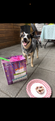 Lost Female Dog last seen Sheepfold Dog Park, Stoneham, MA 02180